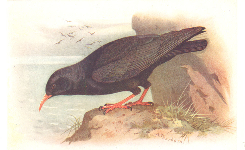 BRITISH BIRDS. Chough. THORBURN 1925 old vintage print picture